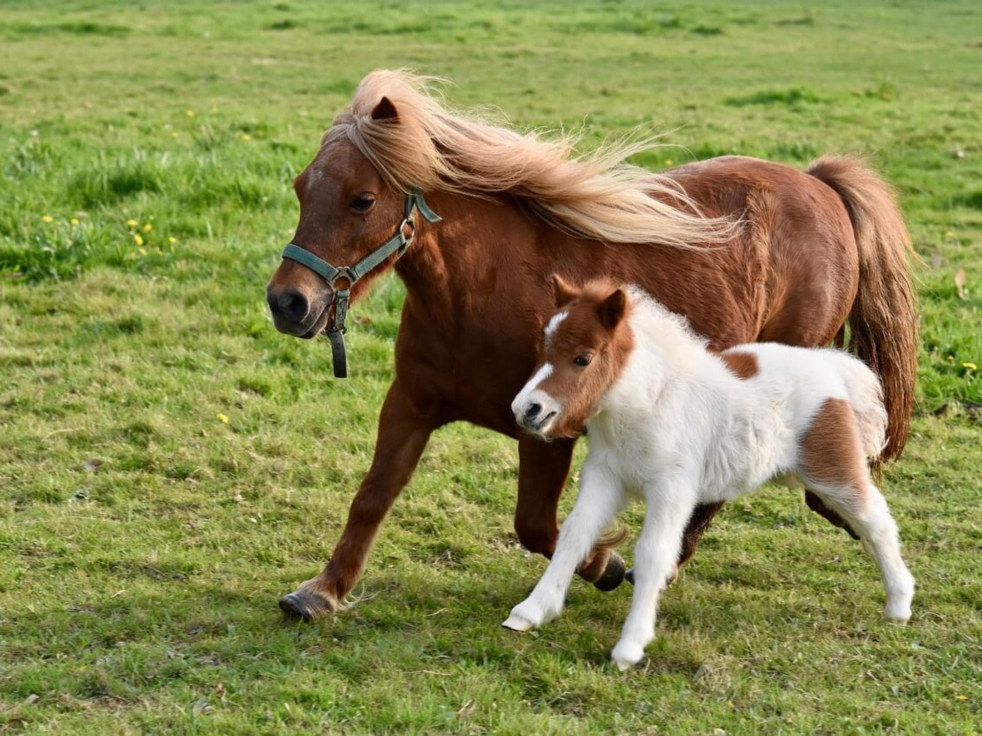 Gratis Grußkarten: süße Tierkinder-Motive versenden